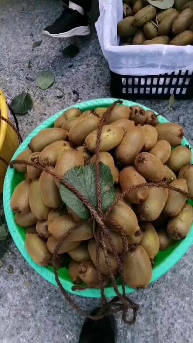 新鲜猕猴桃，健康美味，直供农场，快来尝鲜！