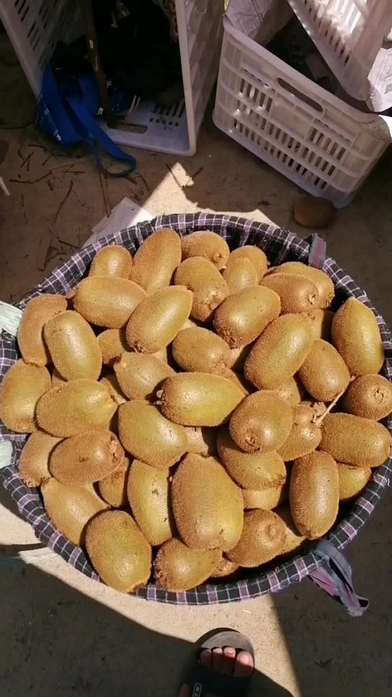 新鲜猕猴桃，健康美味，直供农场，快来尝鲜！