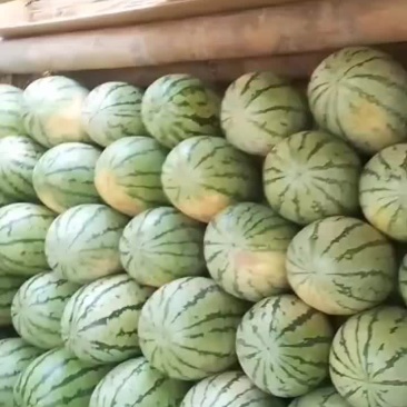 内蒙硒砂瓜
