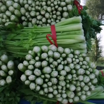 中细