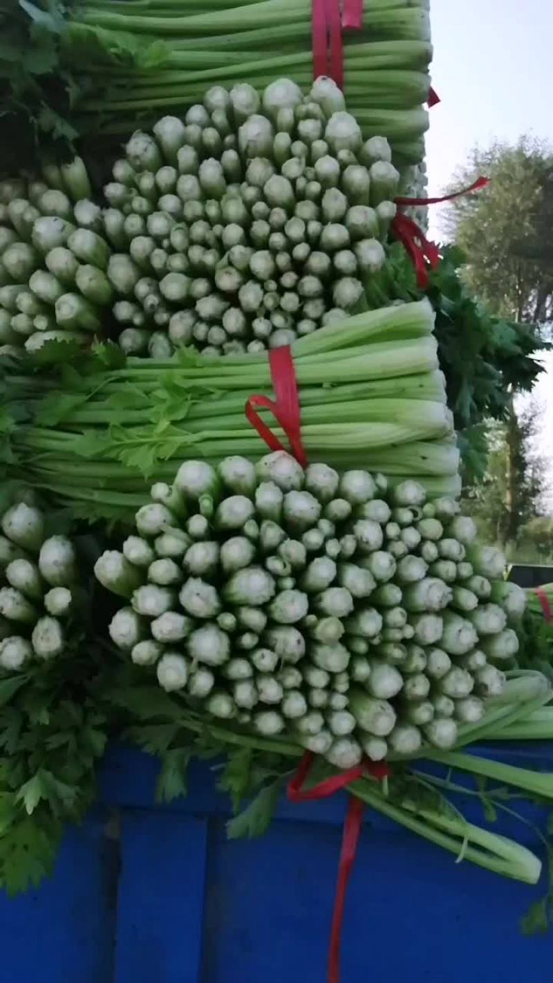 中细