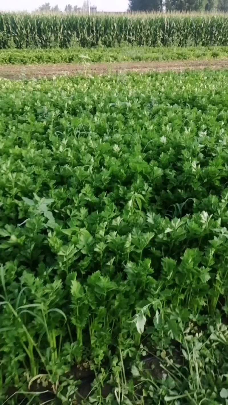 中细
