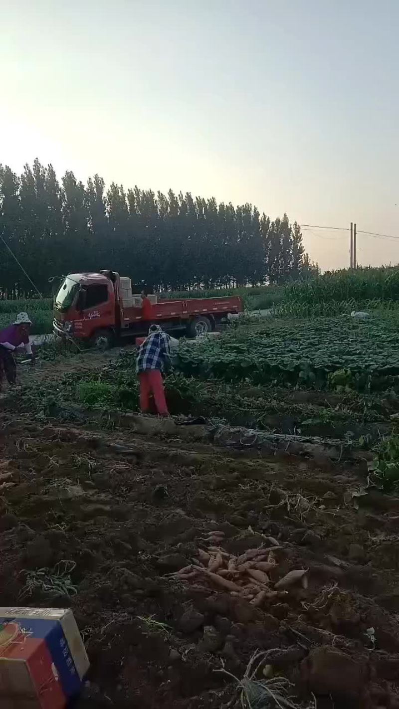 烟薯25，大量上市中有需要老板联系我龙九西瓜红26，哈蜜