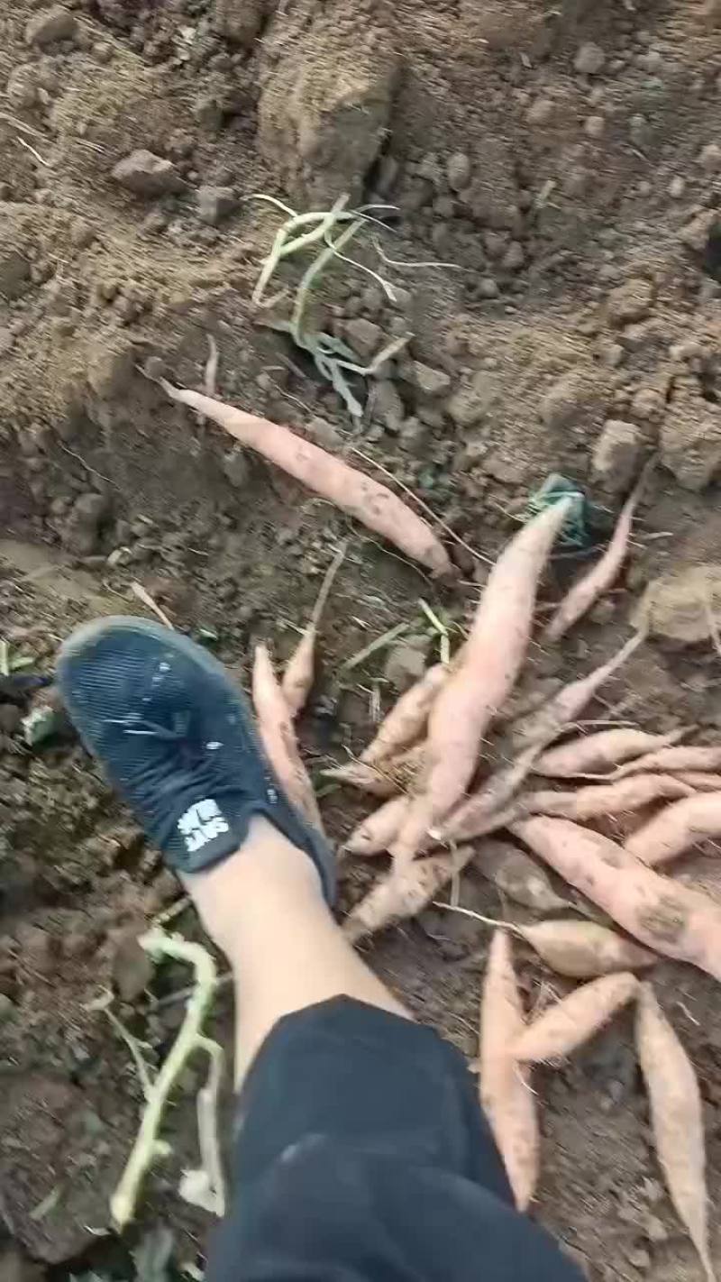 烟薯25，大量上市中有需要老板联系我龙九西瓜红26，哈蜜