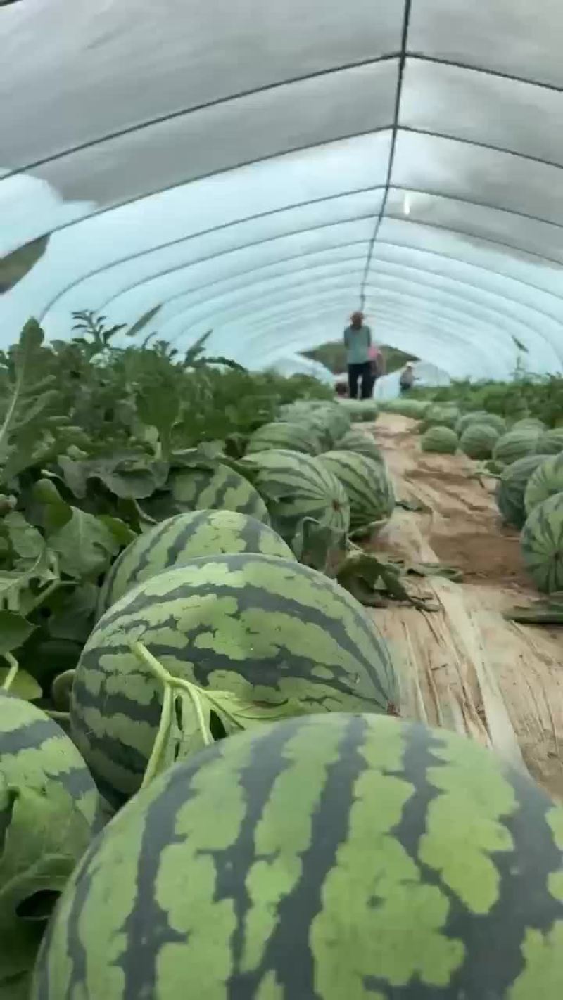 麒麟美都
