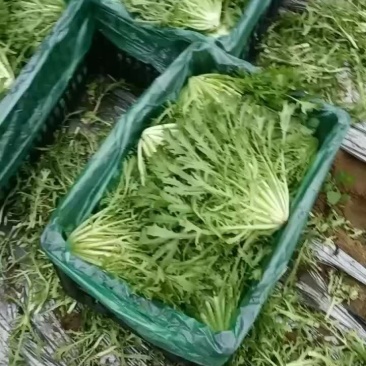 精品苦菊数量有限抓紧吧老板们