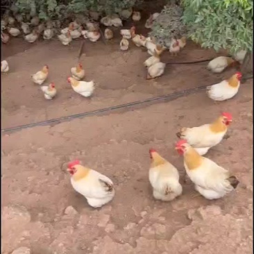 古典鸡批发