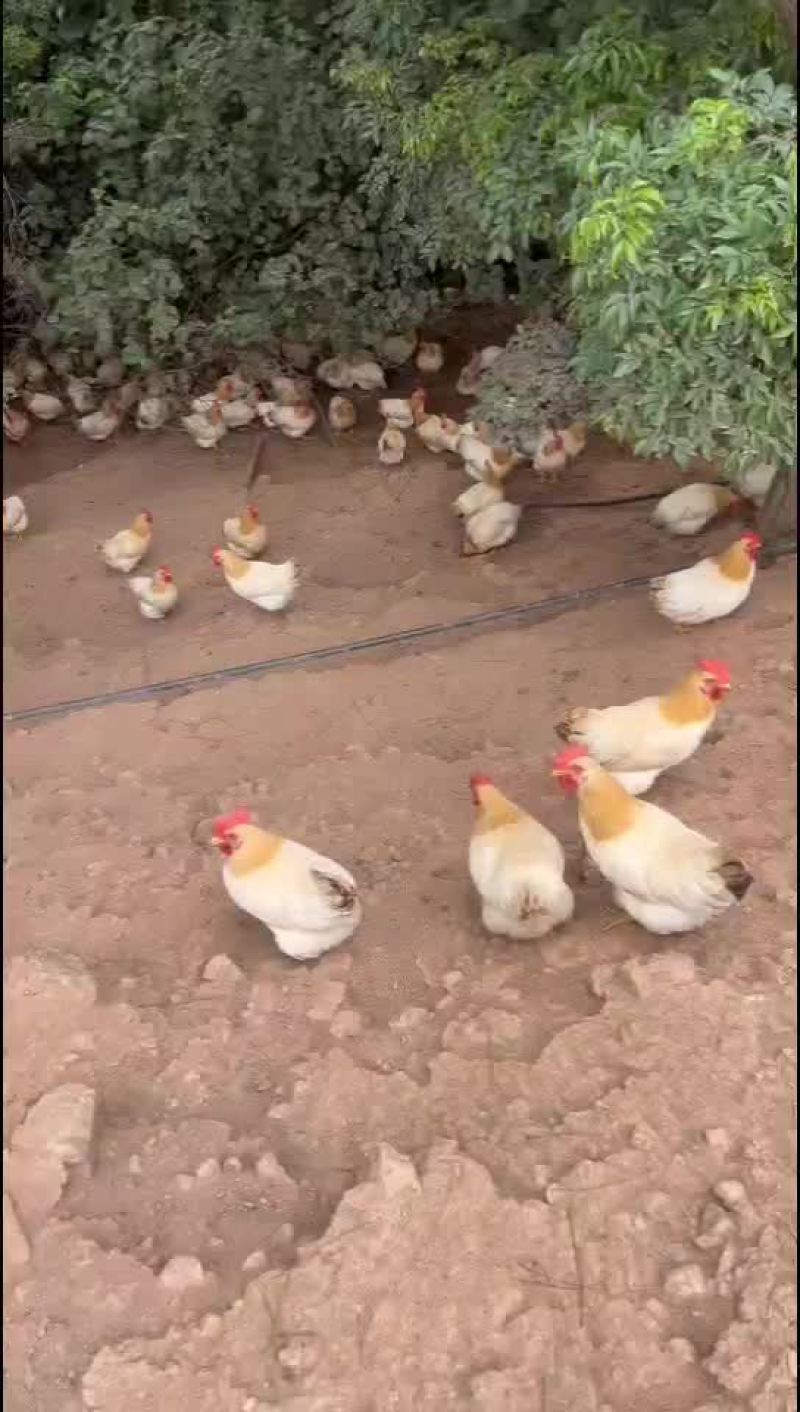 古典鸡批发