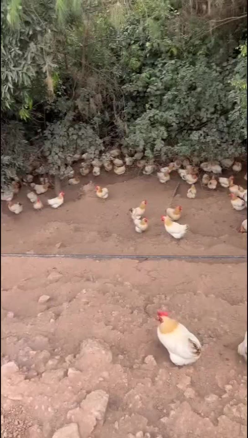 古典鸡批发
