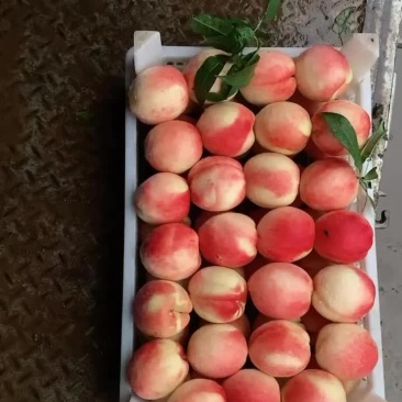 北京14号质量好价格优