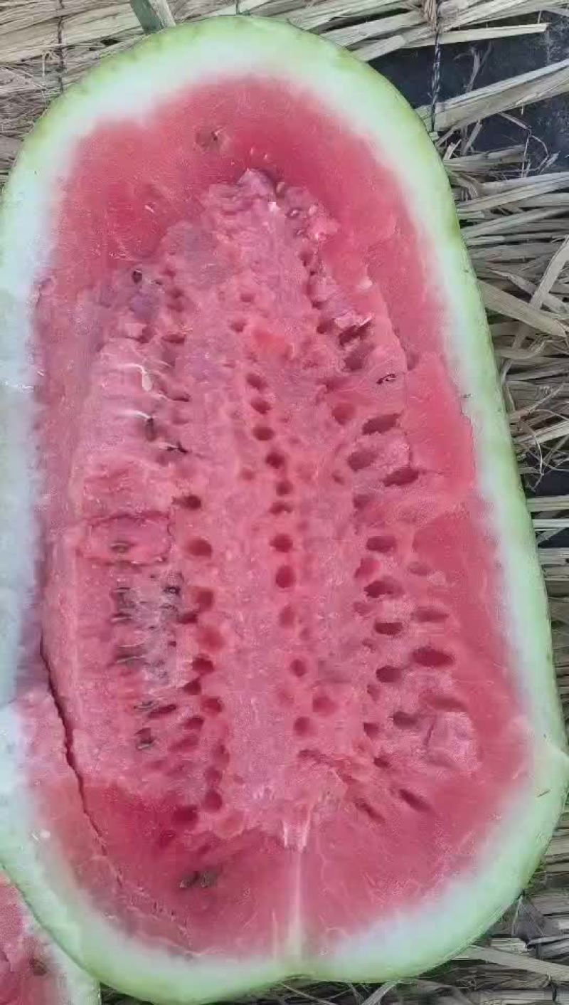 双红金城五号大量现货