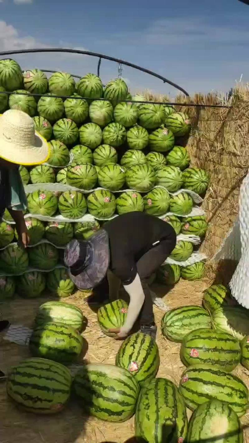 双红金城五号大量现货