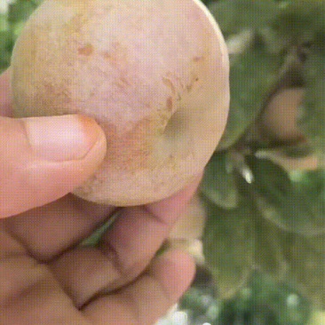 恐龙蛋，一级果子