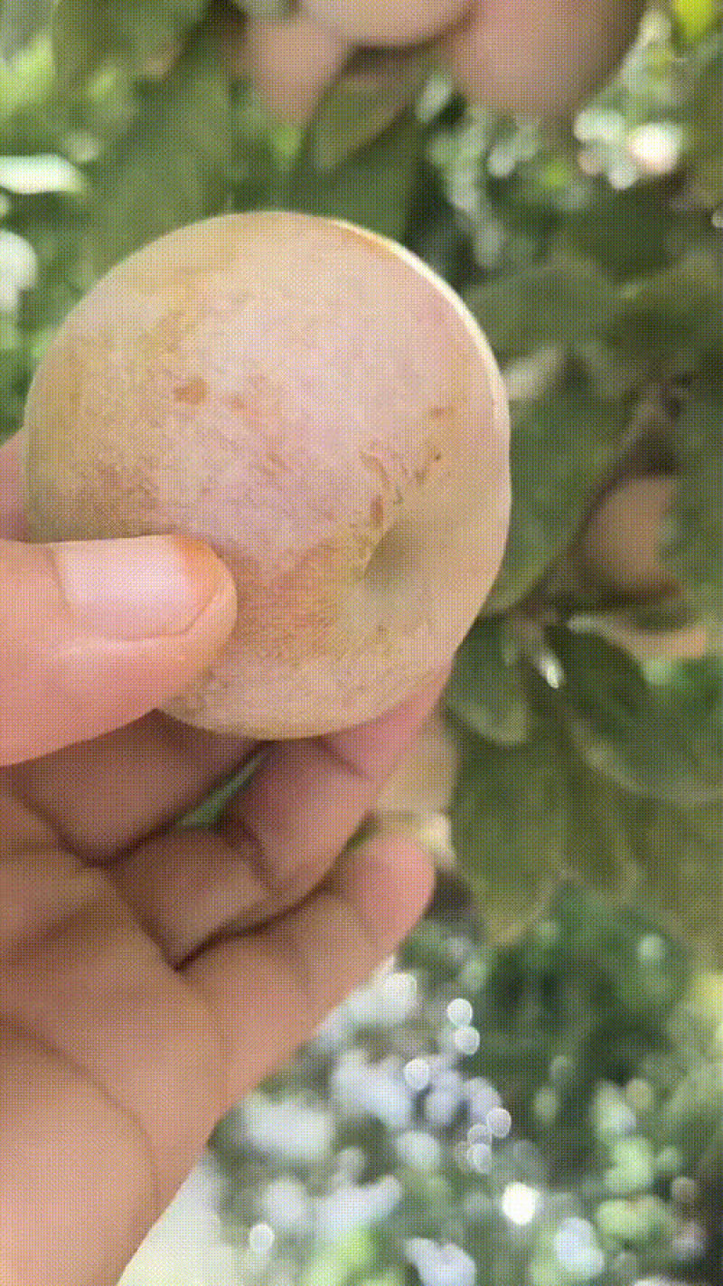 恐龙蛋，一级果子