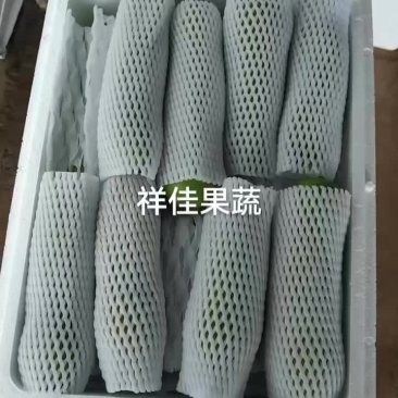 精品瓠子,大量有货,产地直发,货源充足
