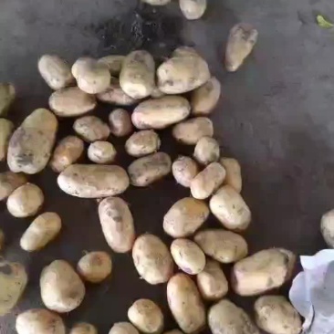 山东4量以上雨前冷库沃土