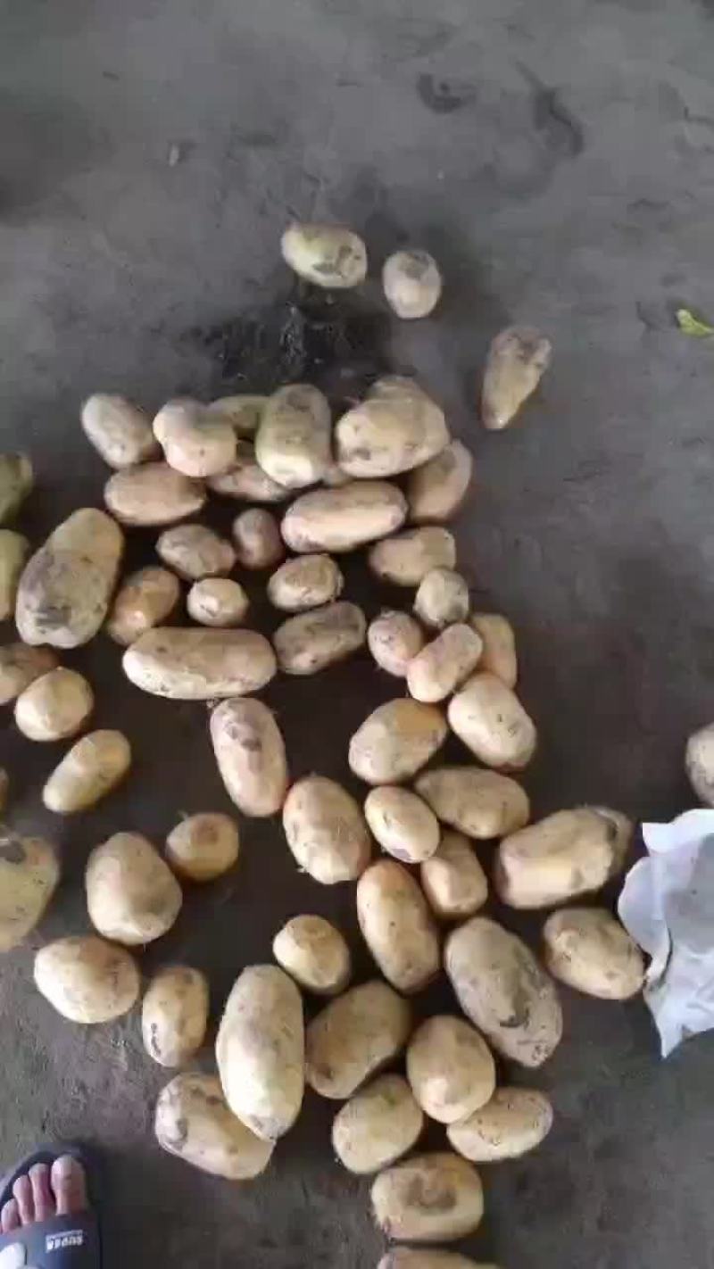 山东4量以上雨前冷库沃土
