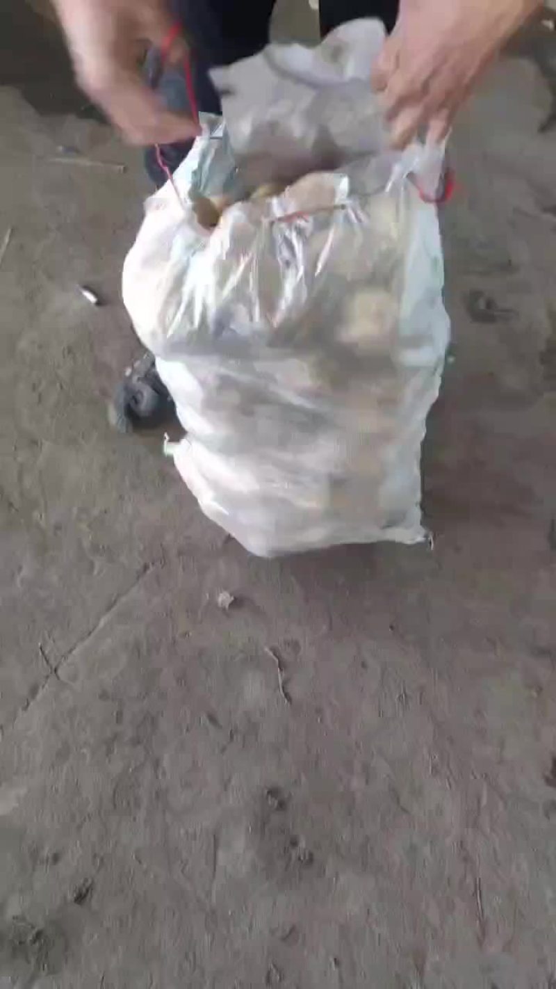 山东4量以上雨前冷库沃土