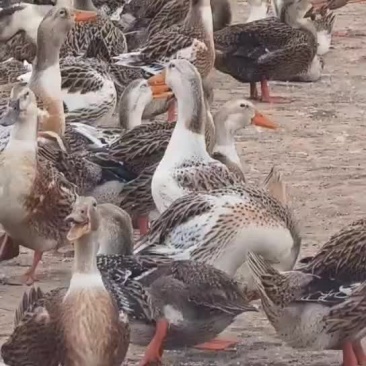 赶田麻鸭