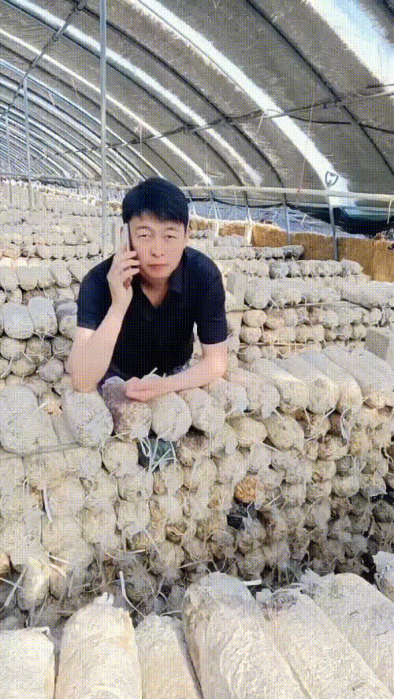 郑州市木耳菌棒