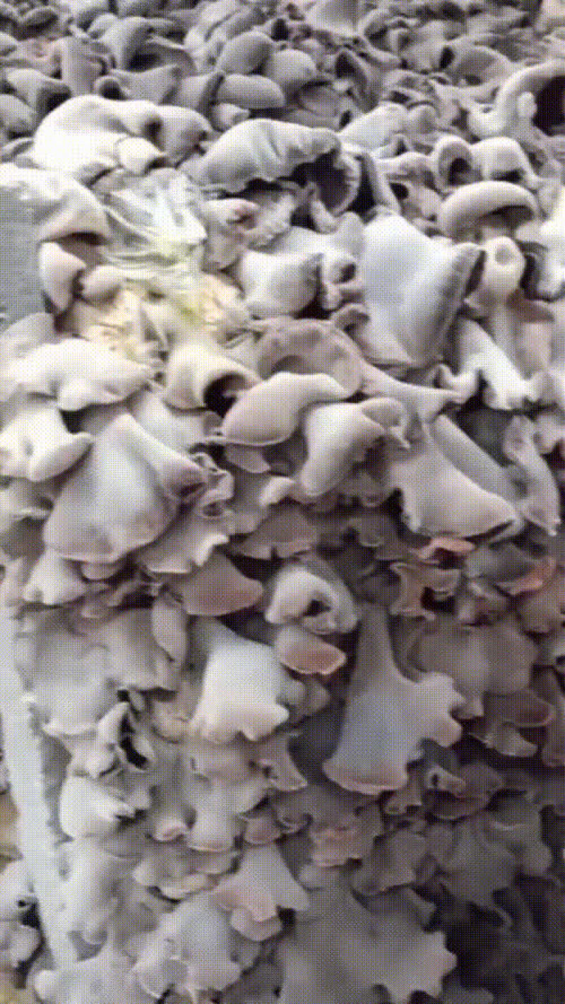 郑州市木耳菌棒