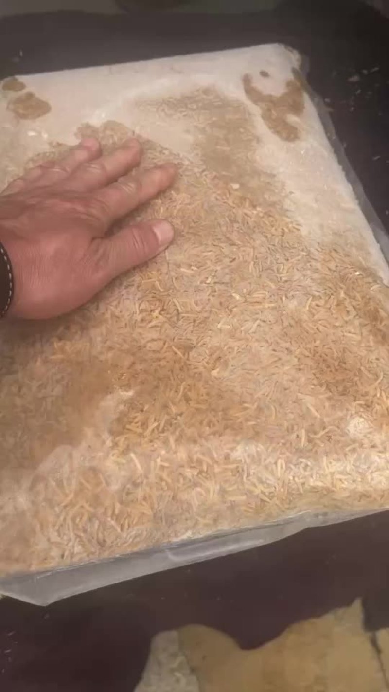 无菌冻干蝇蛆，鱼虾蟹优质蛋白源