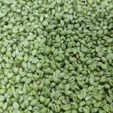 青麦仁