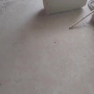 柔丝除尘小套袋麦秸