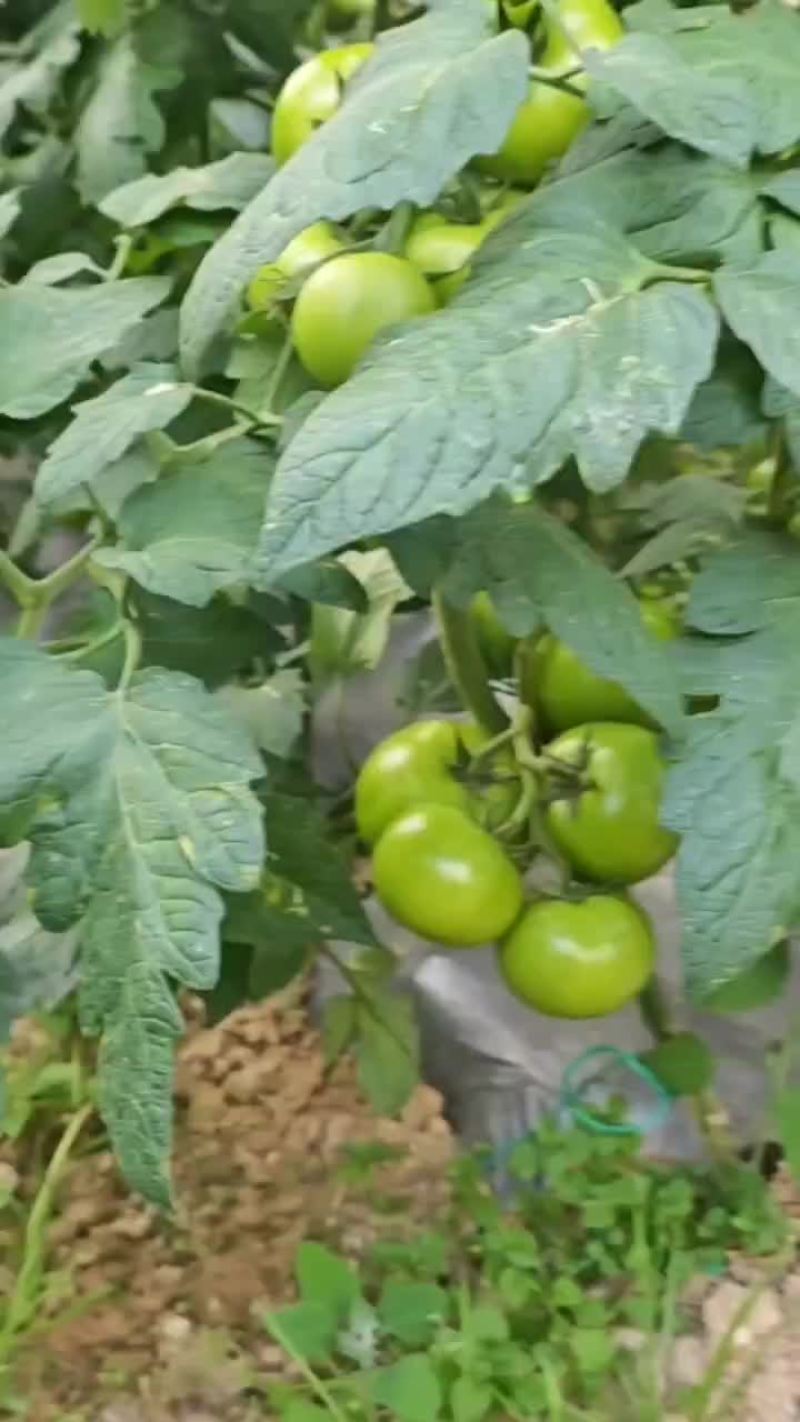 青西红柿