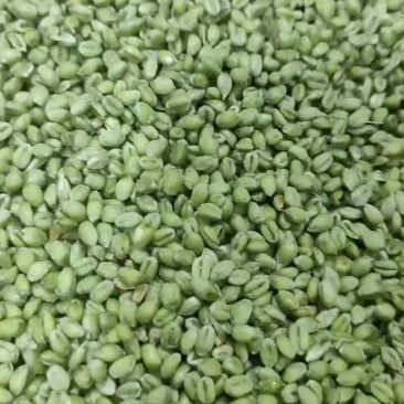 青麦仁