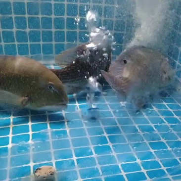 钓口青衣鱼