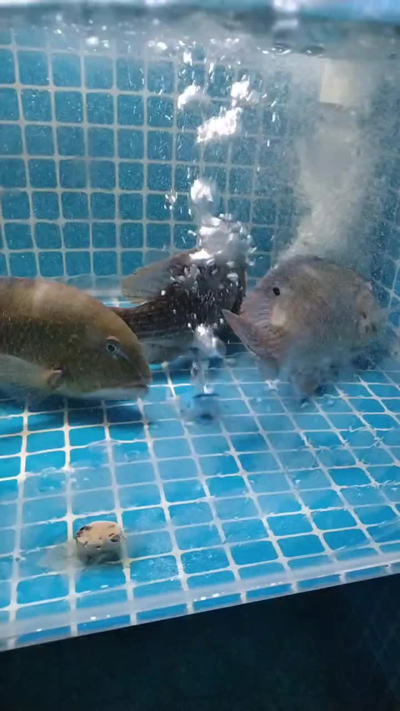 钓口青衣鱼
