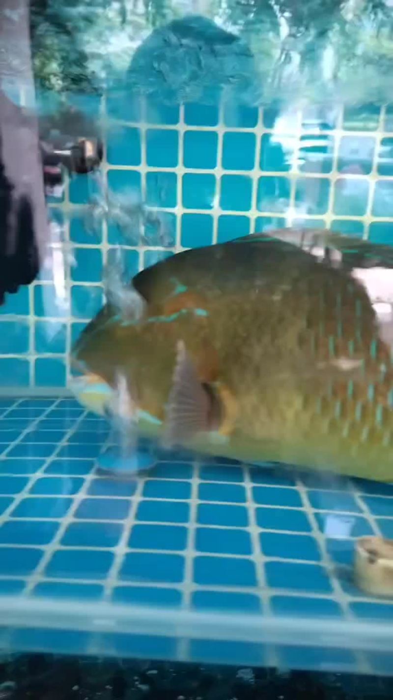 钓口青衣鱼