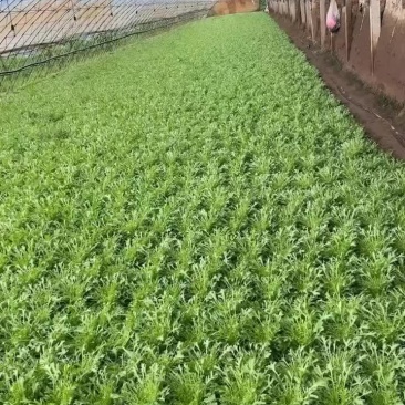 这时候好不好您说的算
