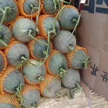 西周蜜17