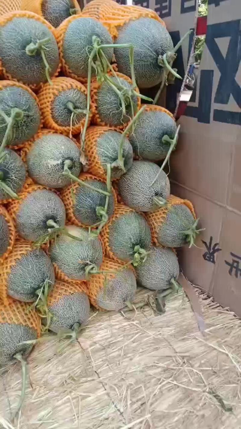 西周蜜17