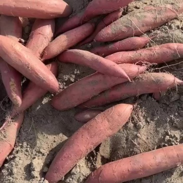 黄金沙英哥