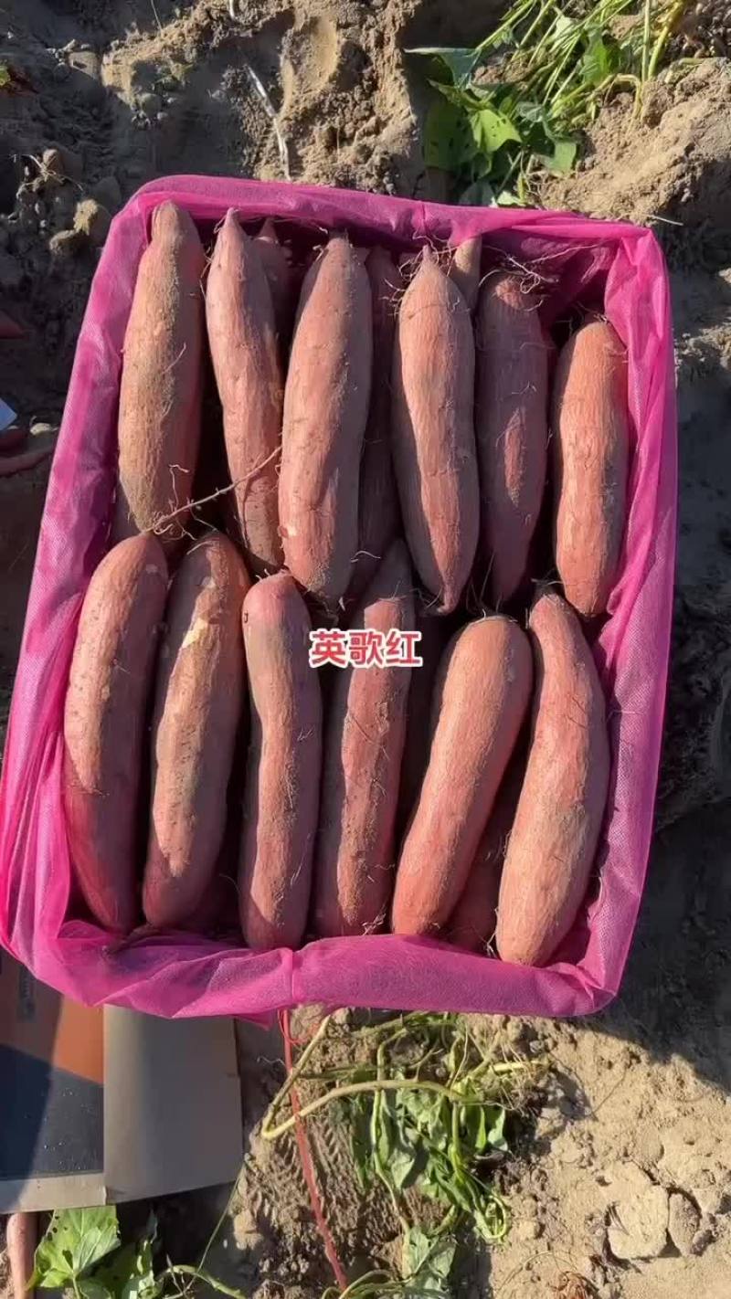 黄金沙英哥