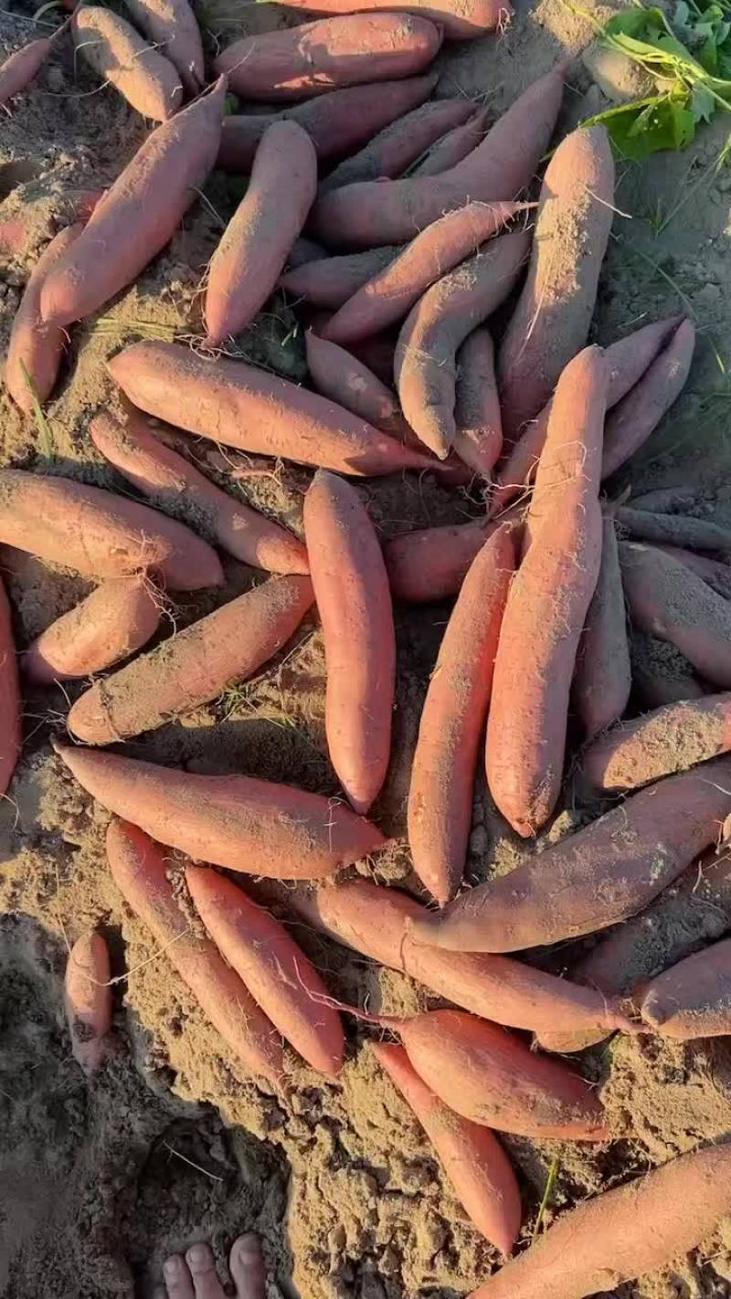 黄金沙英哥