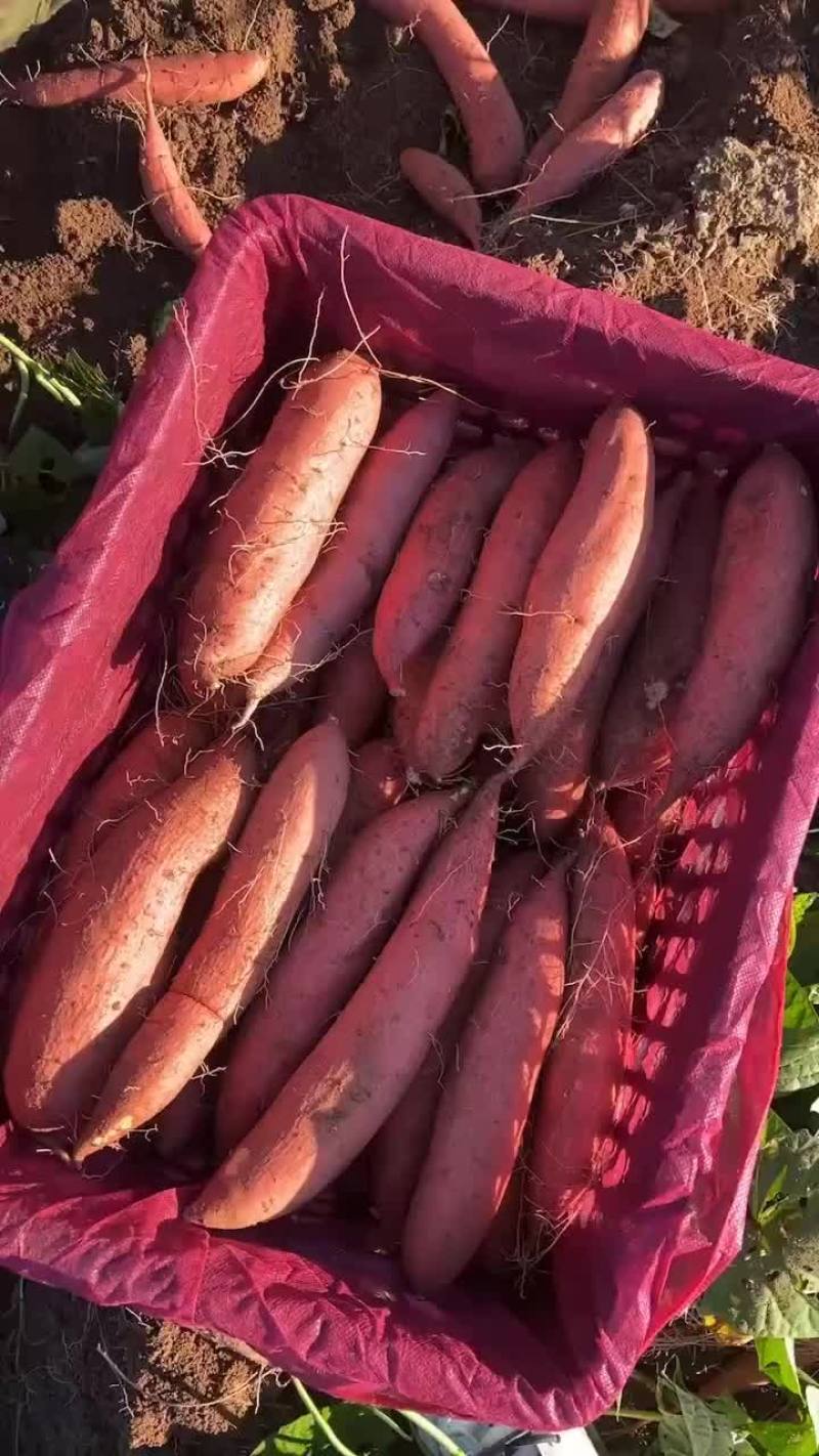 黄金沙英哥
