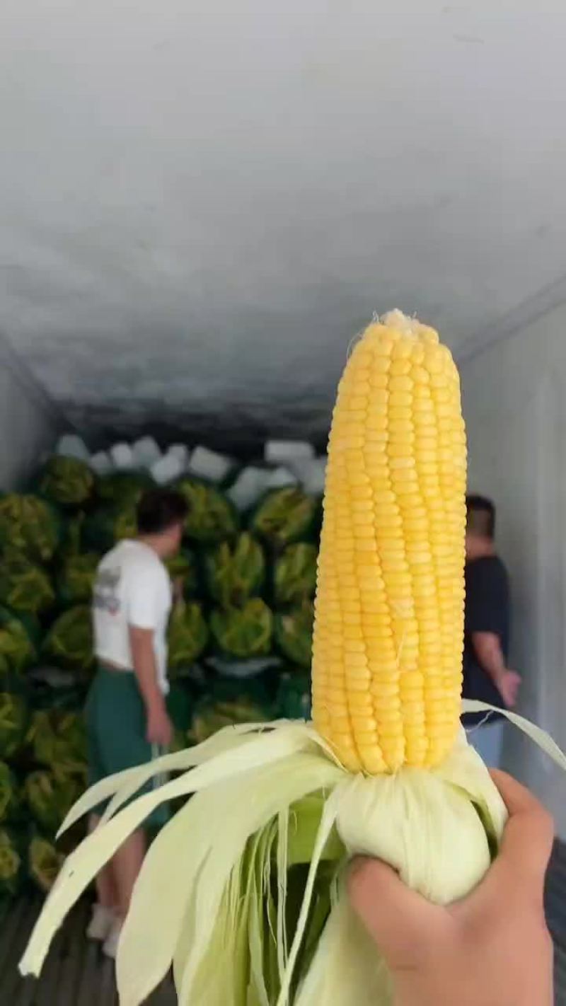 黄甜玉米，大量上市，场地直供
