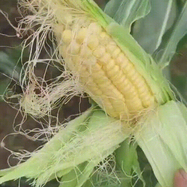 黄甜玉米，大量上市，场地直供