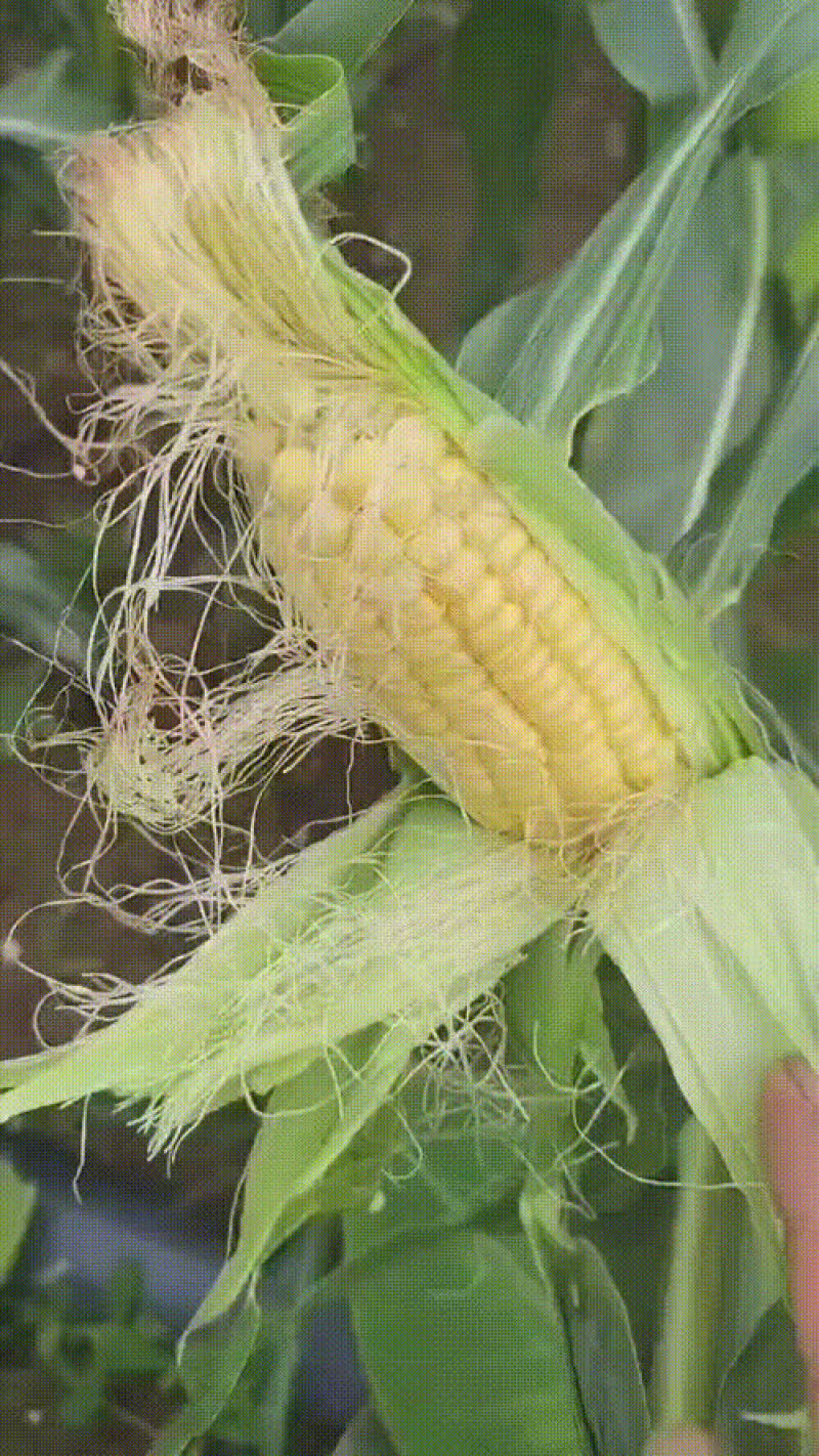 黄甜玉米，大量上市，场地直供