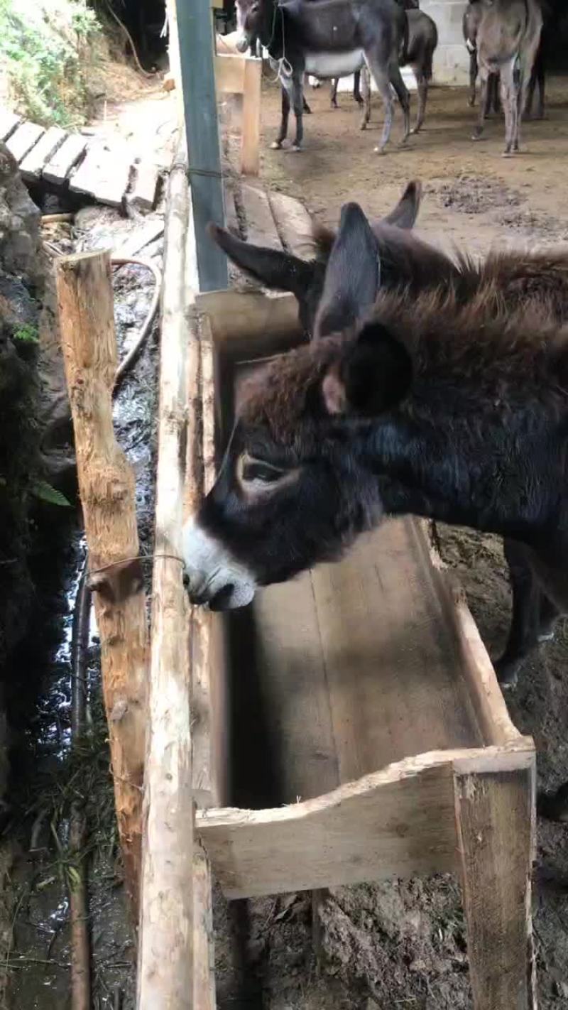 毛驴