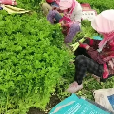 香芹