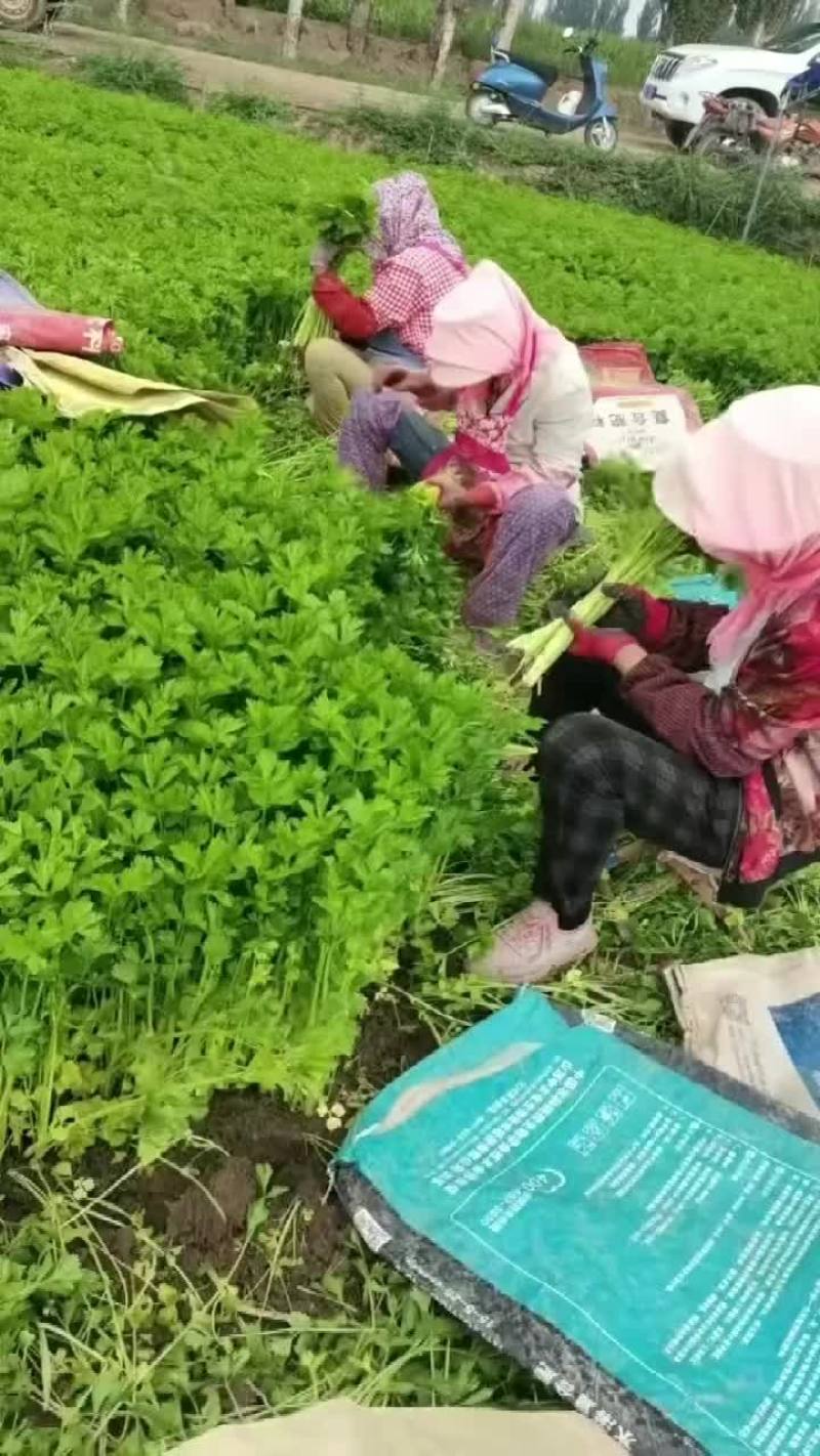 香芹
