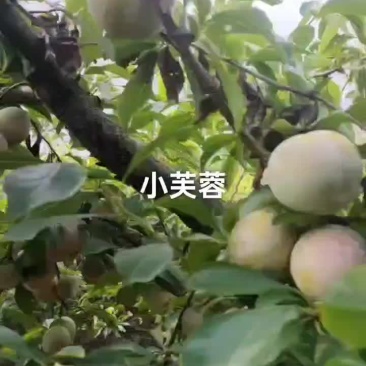 40起步小芙蓉个均，果面好，价便宜，数量有限了