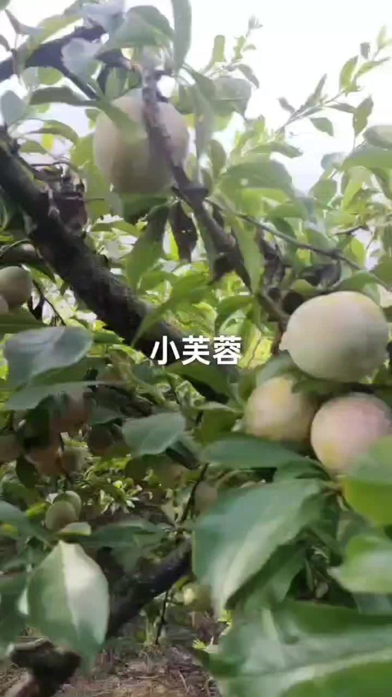 40起步小芙蓉个均，果面好，价便宜，数量有限了