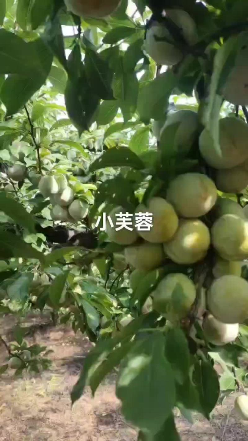 40起步小芙蓉个均，果面好，价便宜，数量有限了