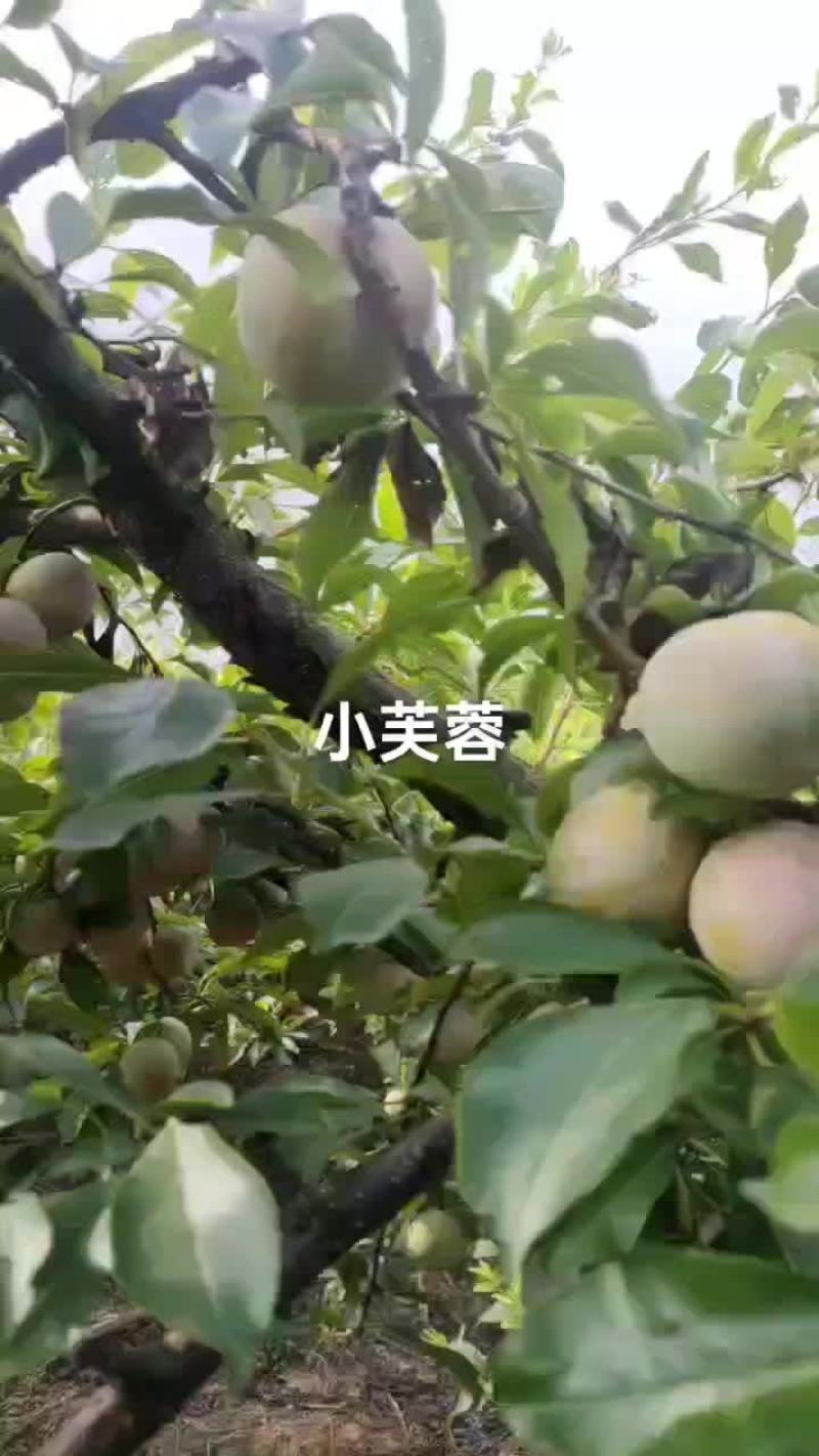 40起步小芙蓉个均，果面好，价便宜，数量有限了